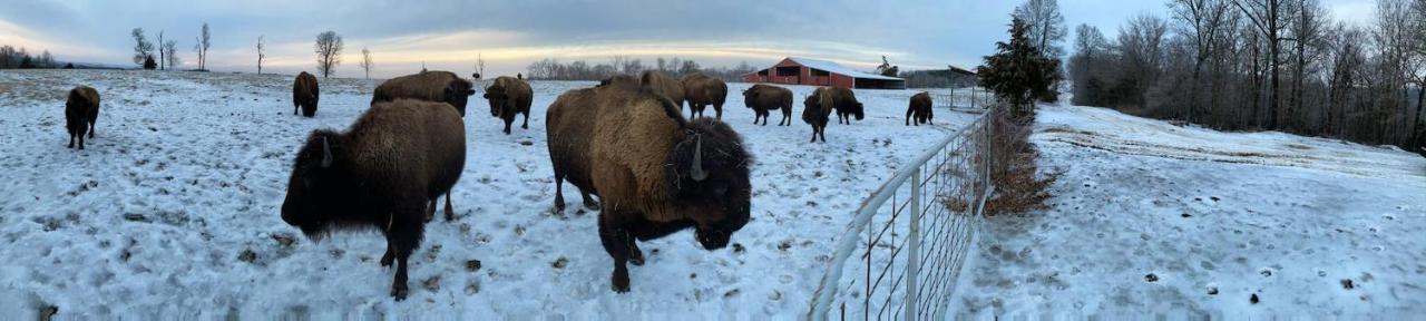 Cedar Cabin Located On A Buffalo Farm Marshall المظهر الخارجي الصورة