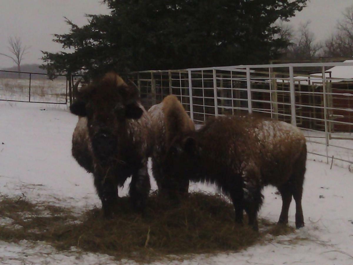Cedar Cabin Located On A Buffalo Farm Marshall المظهر الخارجي الصورة